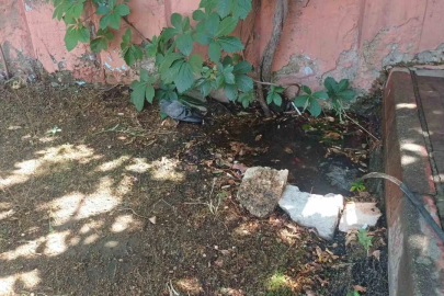 Bingöl’de sıcaktan bunalan güvercin su birikintisinde serinledi
