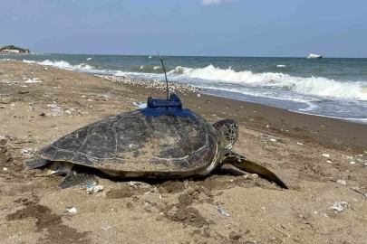 Mersin’de uydu takip cihazı takılan 2 kaplumbağa tekrar denizle buluştu
