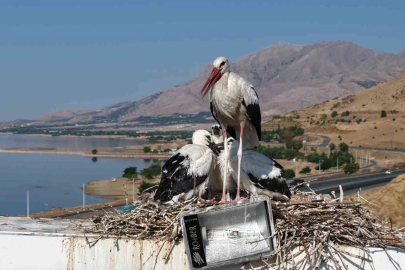 Anadolu’da leyleklerin göç hazırlığı

