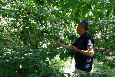 Malatya’nın coğrafi işaretli dalbastı kirazında hasat sona yaklaştı
