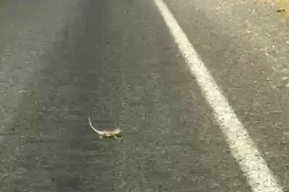 Kahramanmaraş’ta bukalemuna yol veren sürücü güldürdü
