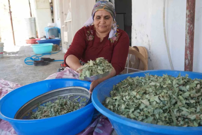 Nesillerin ikinci kez tanıklık ettiği ’kudret helvası’ bolluğu yöre halkını sevince boğdu: "Bu Allah’ın nimeti, Mezopotamya’nın eşsiz hazinesi"
