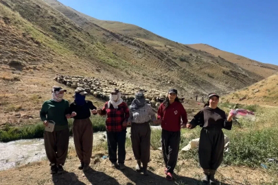 Kızgın güneş atında halaylı süt mesaisi: Berivanlar bakanlıktan gölgelik istiyor
