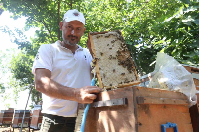 Günler süren yağışlarla birlikte açan çiçekler arıları sevindirirken bal hasadı yüz güldürdü
