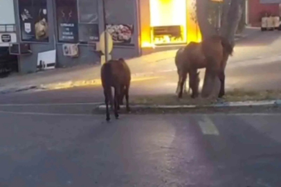 Atlar şehir merkezinde otlanırken görüntülendi
