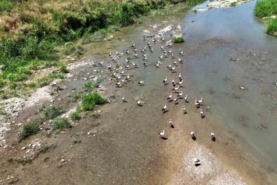 Soğanlı Çayı’nı mesken tutan leylekler dronla görüntülendi
