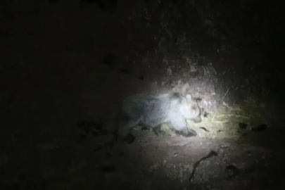 Tunceli’de gece kamerasında domuz ve ayı aynı anda görüntülendi
