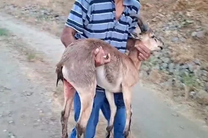 Elazığ’da bir şahıs, köpeklerin saldırdığı dağ keçisini kucağında taşıdı
