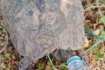 Susayan kaplumbağaya vatandaş eliyle su içirdi
