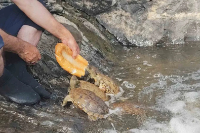 Doğa Fotoğrafçısı Kaplumbağaları kendi eliyle besliyor
