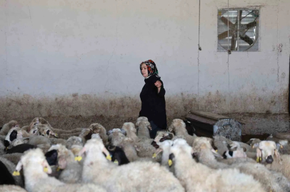 Elazığlı kadın girişimci devlet desteğiyle çiftlik kurdu
