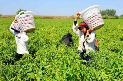 Tarım işçilerinin sıcakta ekmek parası mücadelesi
