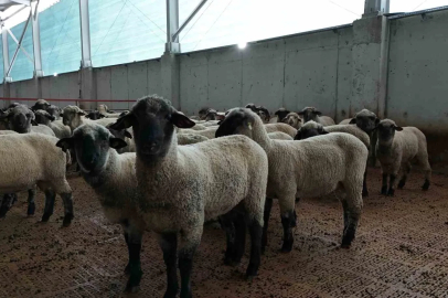 Kastamonu’da bilimsel çalışmalar meyvesini verdi: 55 koyun 100’ün üzerinde kuzu doğurdu
