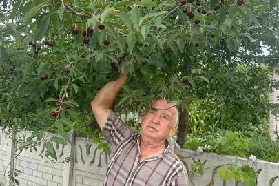 Stokların azlığı ve yüksek aroma tercihi Sultandağı vişnesini değerli yaptı
