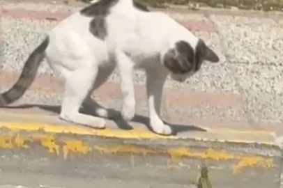 Silivri’de kedi ve kertenkelenin kavgası cep telefonu kamerasında
