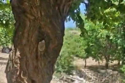 Kayısı ağacındaki oyuk, bal arılarına yuva oldu
