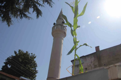 Ordu’da cami çatısında mısır yetişti
