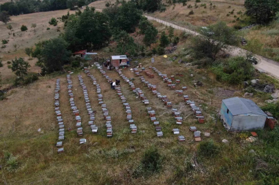 Arıcılıkta yapay zeka dönemi
