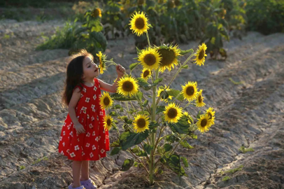Ayçiçeği tarlaları fotoğrafçıların yeni gözdesi oldu
