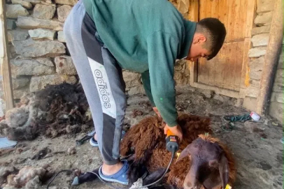 Kavurucu sıcaklar küçükbaş hayvanlarda kırkım mesaisini başlattı
