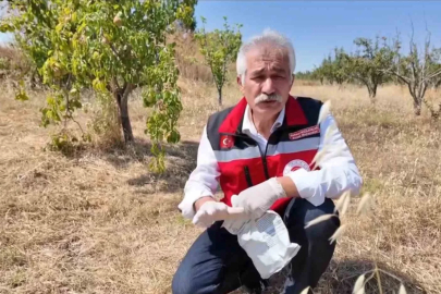Tekirdağ’da çiftçiye tarla faresine karşı zamanında mücadele çağrısı
