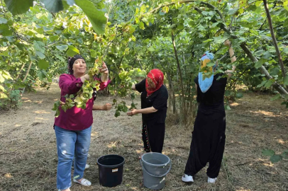 Düzce’nin ovalarında kadınların imece usulü fındık mesaisi başladı
