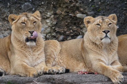 Japonya'da aşırı sıcaklar nedeniyle 3 aslan öldü