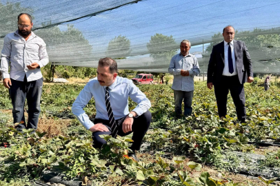 Kaymakam Hökelekli tarımsal üretimi sahada takip etti