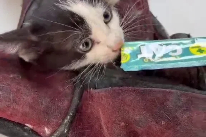 Kurtardığı kedi aracının motoruna girdi
