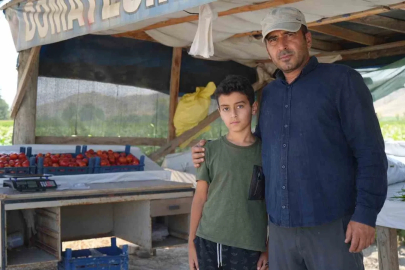 Coğrafi işaretli lezzette sezon açıldı: Ayaş domatesi dalından toplanıyor
