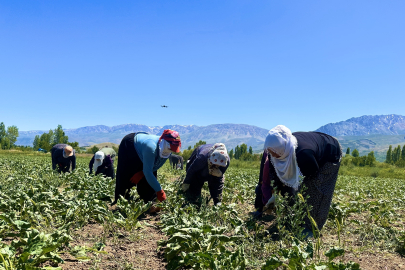 Alın teri 40 derecede toprağa karışıyor