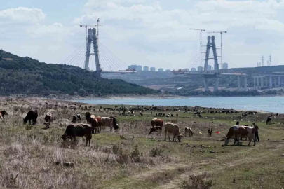 İstanbul Barajlarında kuraklık tehlikesi: Doluluk oranları yüzde 48 seviyesine geriledi
