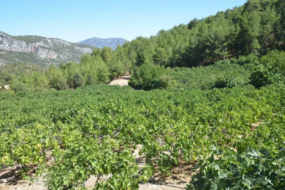 Yağmur, dolu ve sıcaklık siyah incirde rekolte kaybına neden oldu
