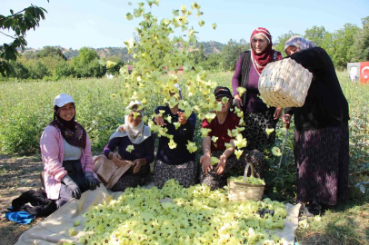 Amasya’nın tescilli çiçek bamyası altın değerinde: "Hızır’ın cebinden düşmüş, topla topla bitmiyor"
