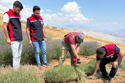Kemah’ta mor bereket: Lavanta hasadı başladı