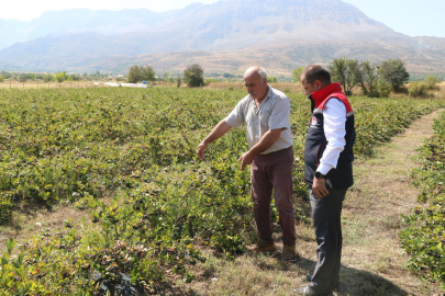 Erzincan’da aronya hasadı yaklaşıyor