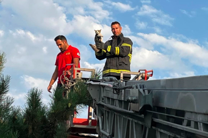 Erzincan’da çatıdaki kedi itfaiye ekiplerince kurtarıldı