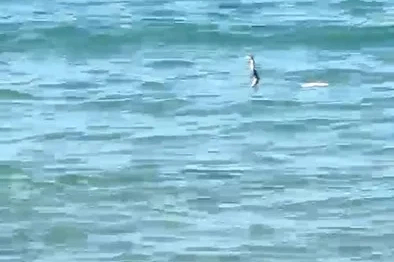 Çeşme’de denizde yılan paniği
