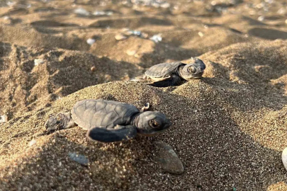 Mersin’den 100 bin yavru ’caretta caretta’ Akdeniz’le buluştu

