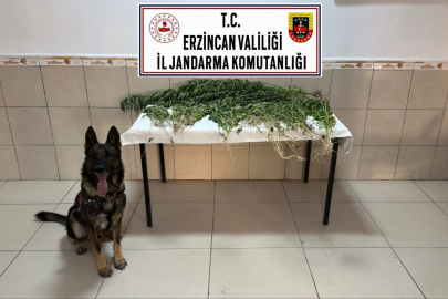 Erzincan’da uyuşturucu operasyonunda 227 kök kenevir ele geçirildi