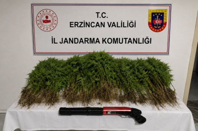 Tercan’da uyuşturucu operasyonunda 174 kök kenevir ele geçirildi