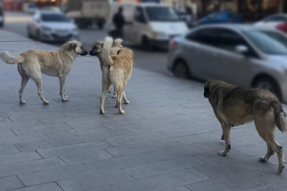Sahipsiz hayvanlara yönelik denetim yapılacak