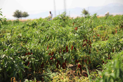Gaziantep’te en acı hasat
