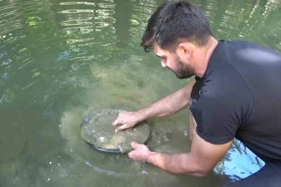 Türkiye’de altın çok arayan yok...Derelerde her gün 5 gram altın çıkarıyorlar
