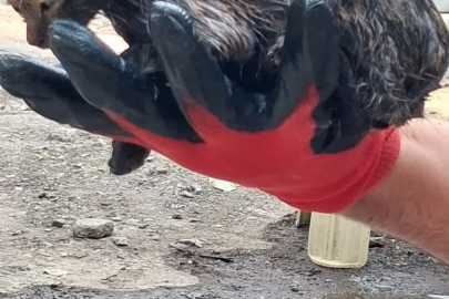 Ağrı’da ziftin içine giren yavru kedi ölümden döndü

