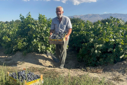 Erzincan’da 200 yıllık bağlarda Cimin Üzümü hasadı başladı