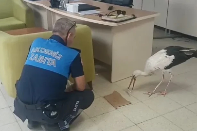 Mersin’de yaralı halde bulunan leylek koruma altına alındı
