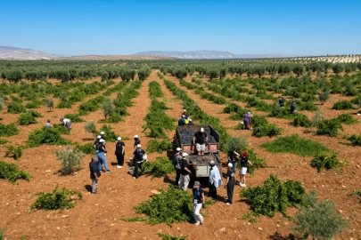 4 ülkeden gençler sınırın sıfır noktasında Horoz Karası üzümünü topladı
