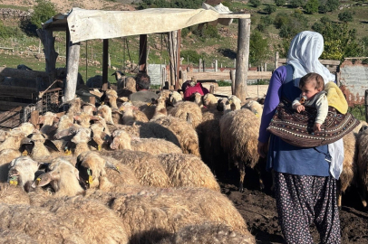 Konargöçer ailelerin ömrü yaylalarda geçiyor