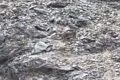 Tunceli’de vaşak görüntülendi
